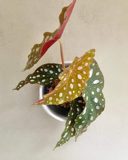 Begonia Double Dot - H:20cm, ø 9cm