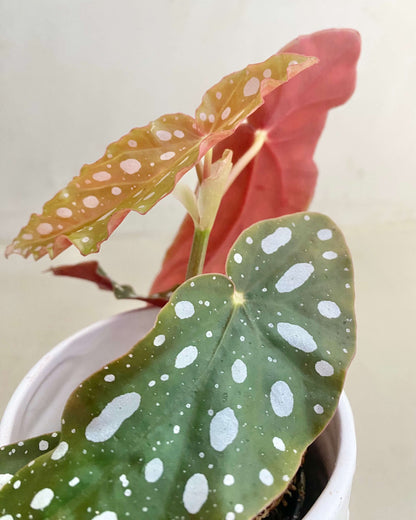 Begonia Double Dot - H:20cm, ø 9cm