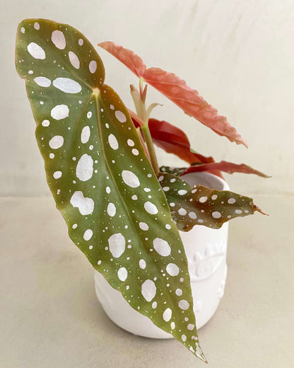 Begonia Double Dot - H:20cm, ø 9cm