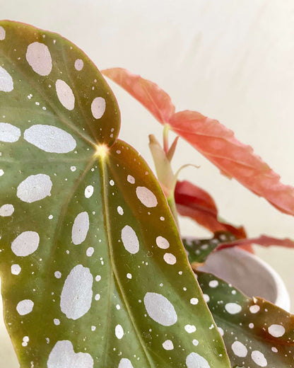 Begonia Double Dot - H:20cm, ø 9cm
