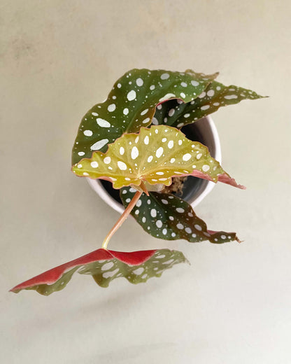Begonia Double Dot - H:20cm, ø 9cm