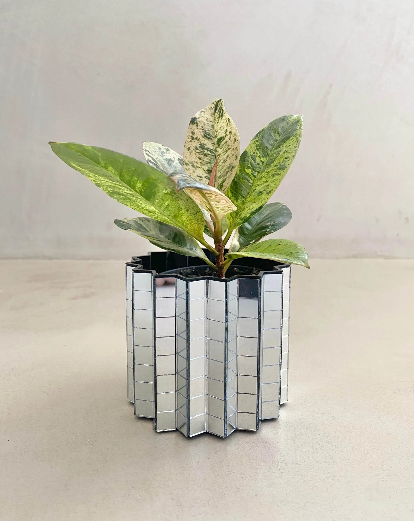 Ficus Shivereana Moonshine BelemBouture