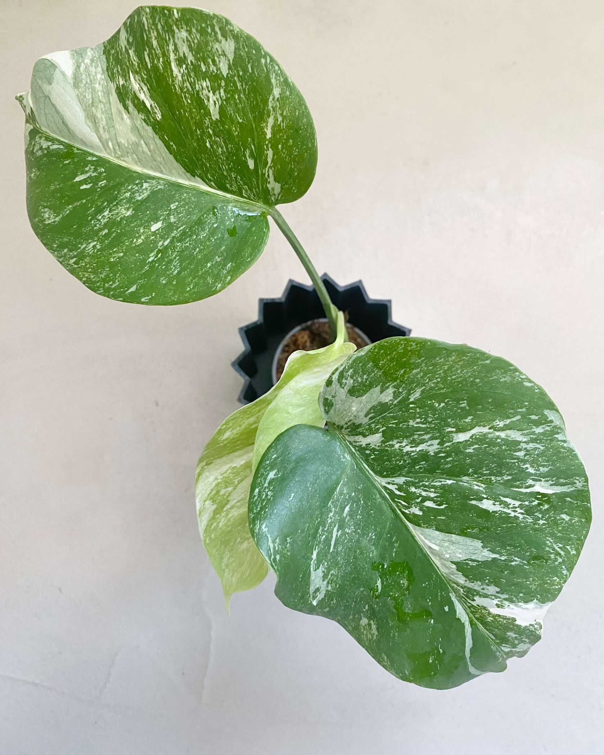 Bouture de Monstera Deliciosa Variegata - Belem Bouture