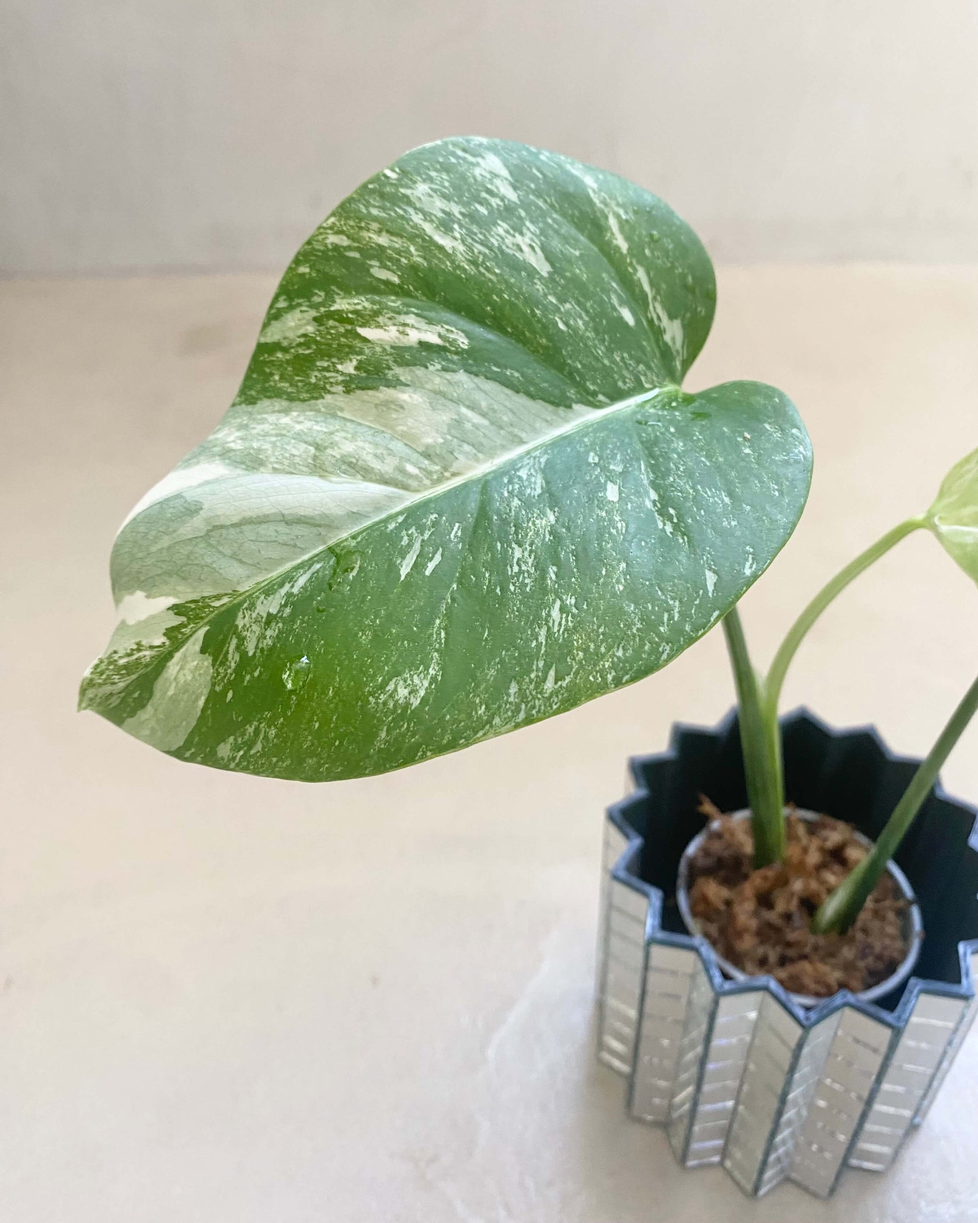 Bouture de Monstera Deliciosa Variegata - Belem Bouture