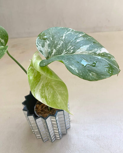 Bouture de Monstera Deliciosa Variegata - Belem Bouture