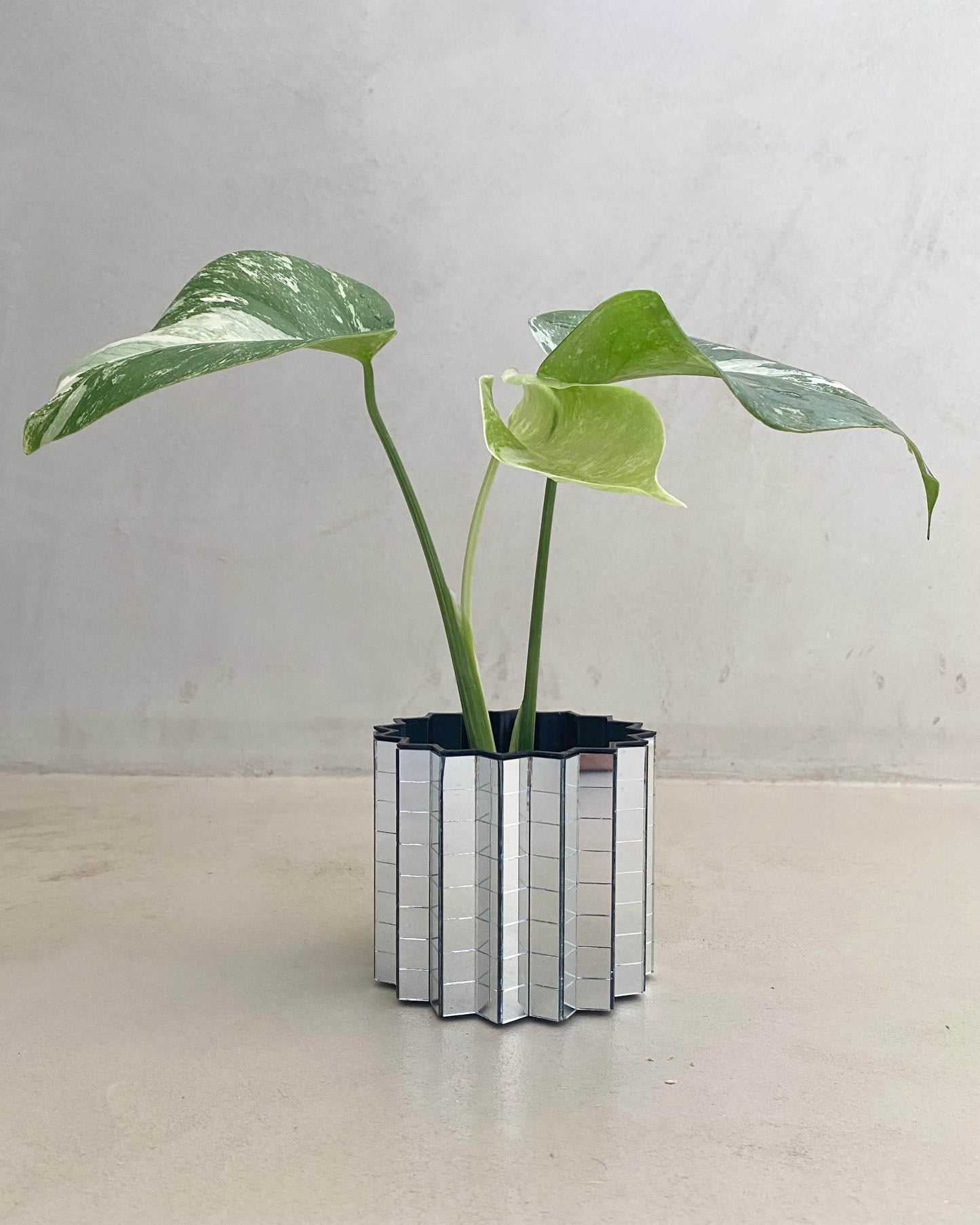 Bouture de Monstera Deliciosa Variegata - Belem Bouture