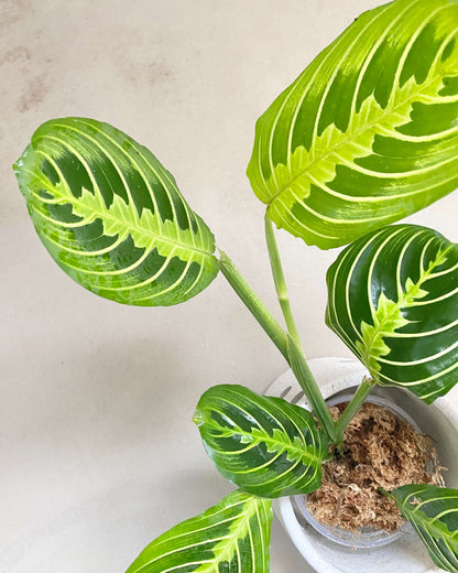 Maranta Leuconeura Lemon Lime - H:30cm, ø 9cm