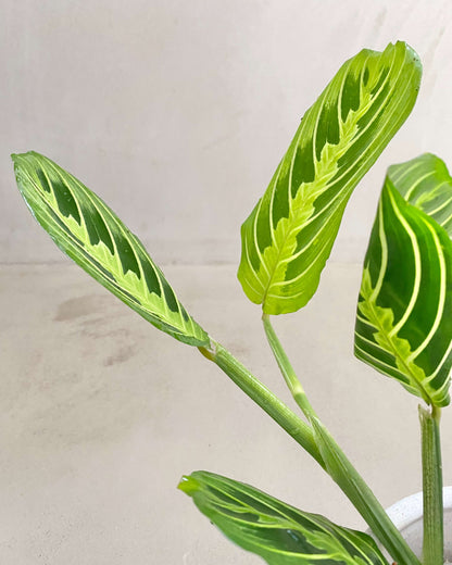 Maranta Leuconeura Lemon Lime - H:30cm, ø 9cm