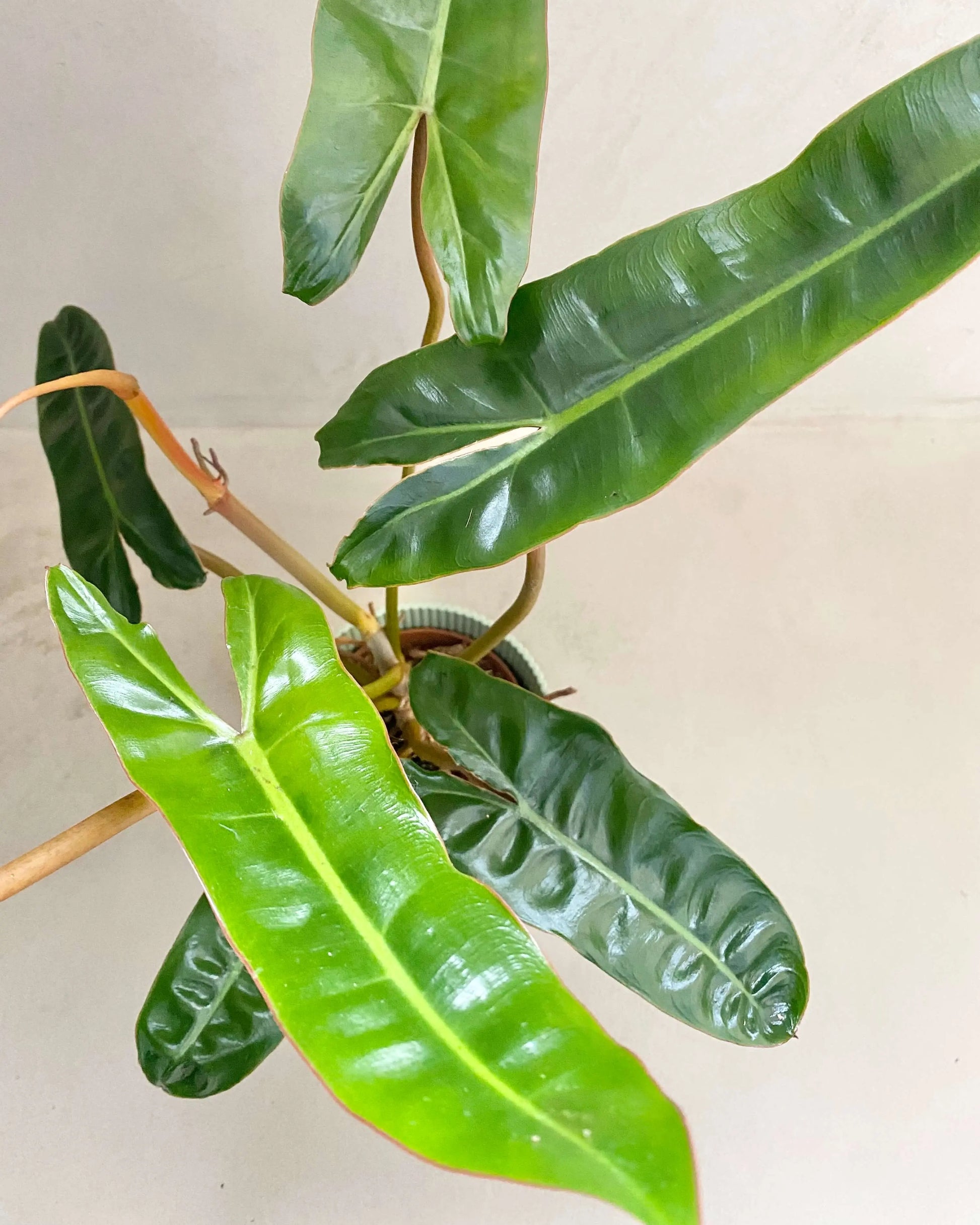 Philodendron Billietiae BelemBouture