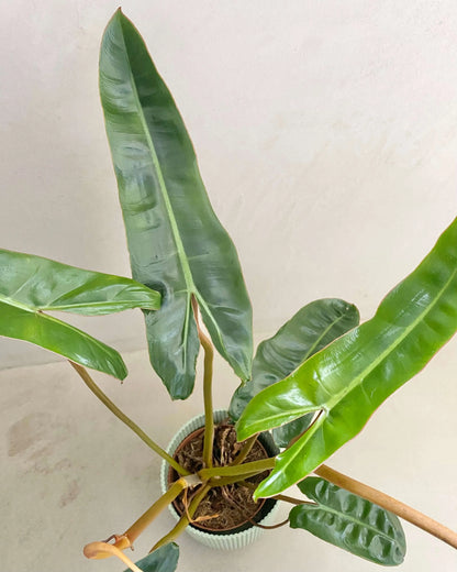 Philodendron Billietiae BelemBouture