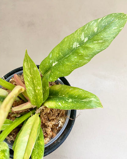 Philodendron Ring Of Fire - H:35cm, ø 14cm