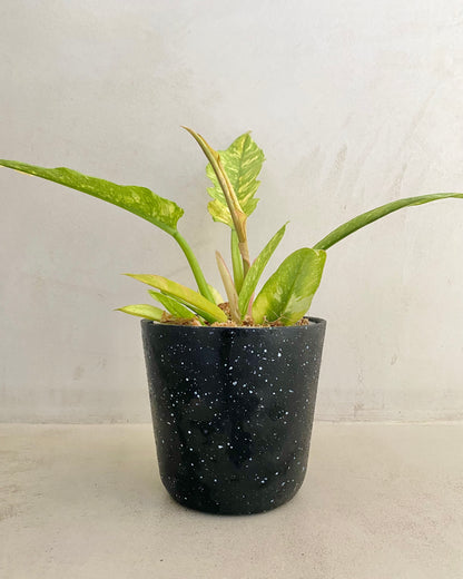 Philodendron Ring Of Fire - H:35cm, ø 14cm