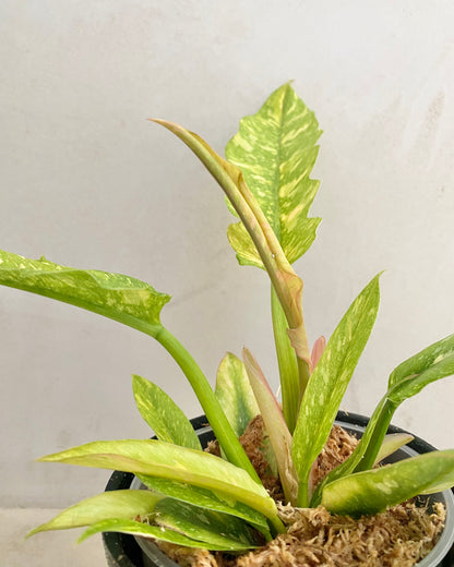 Philodendron Ring Of Fire - H:35cm, ø 14cm