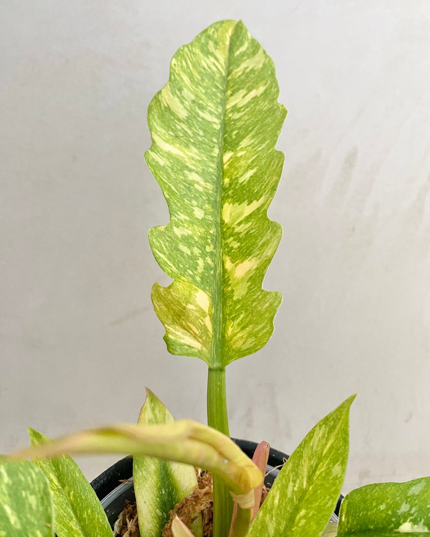 Philodendron Ring Of Fire - H:35cm, ø 14cm