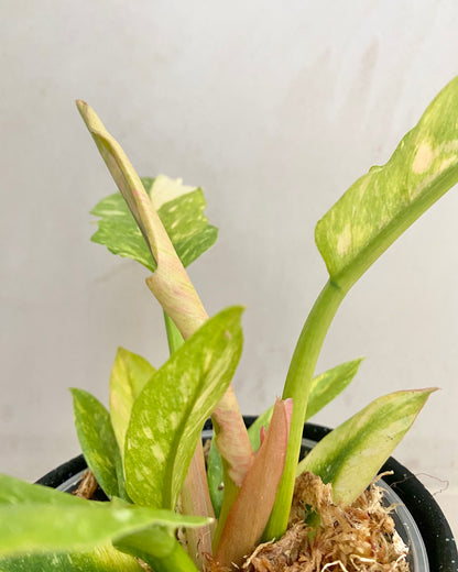 Philodendron Ring Of Fire - H:35cm, ø 14cm