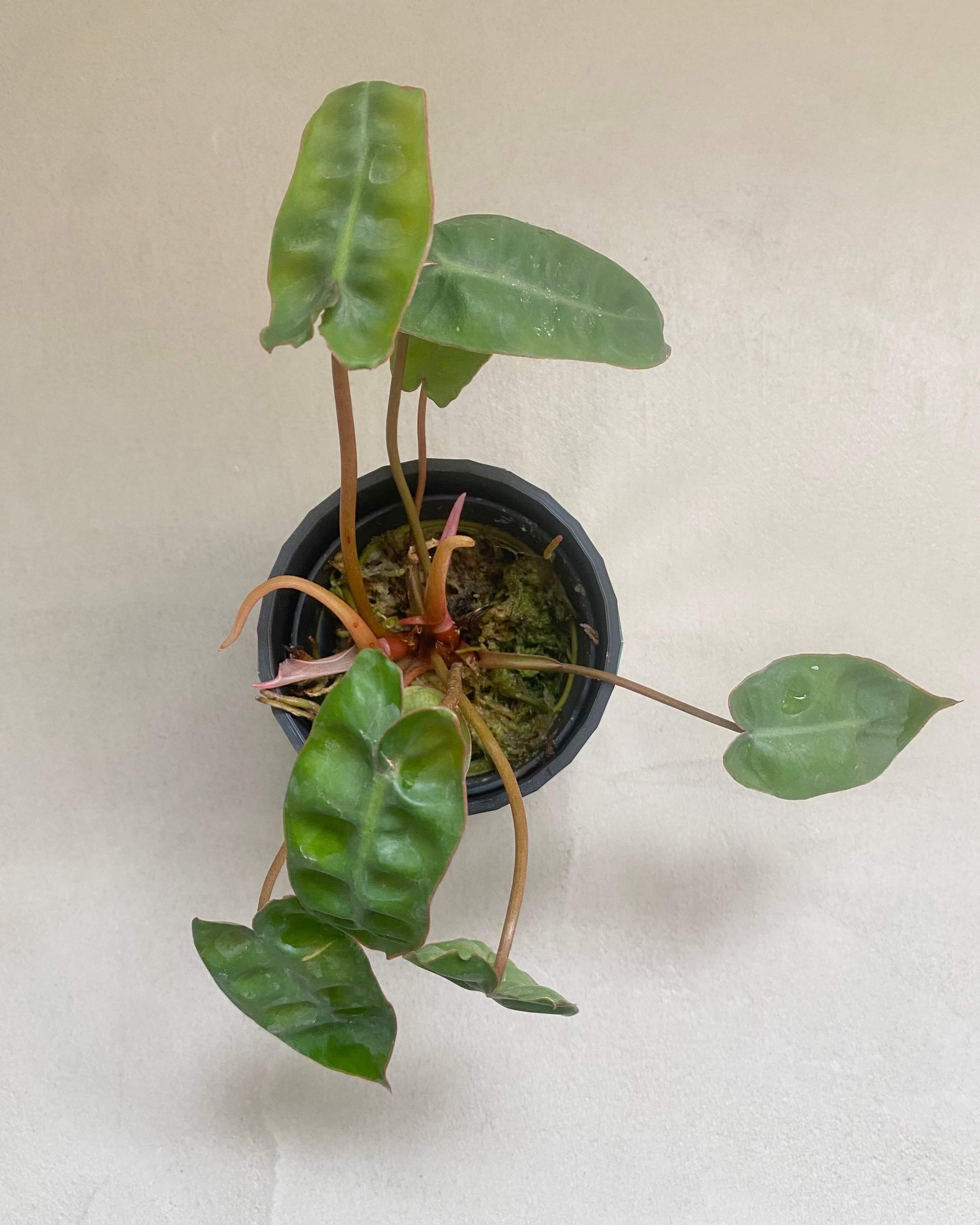Philodendron Billietiae BelemBouture