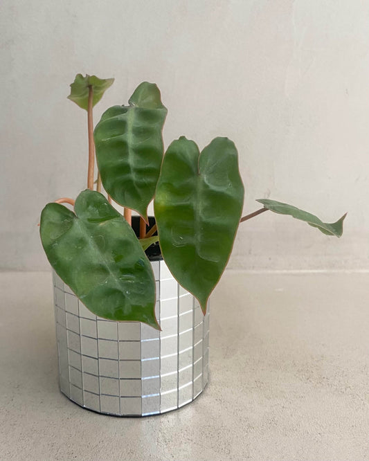 Philodendron Billietiae BelemBouture