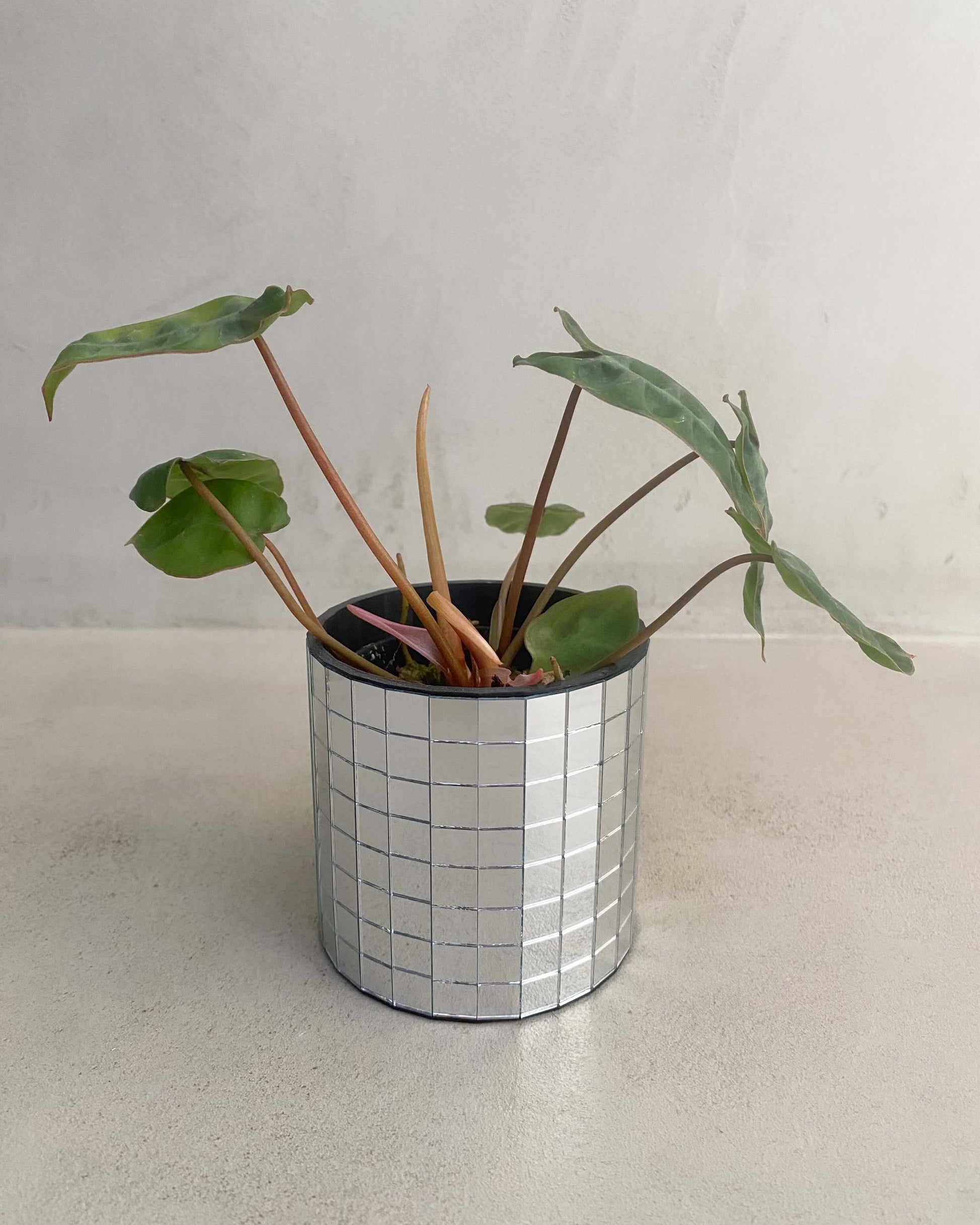Philodendron Billietiae BelemBouture