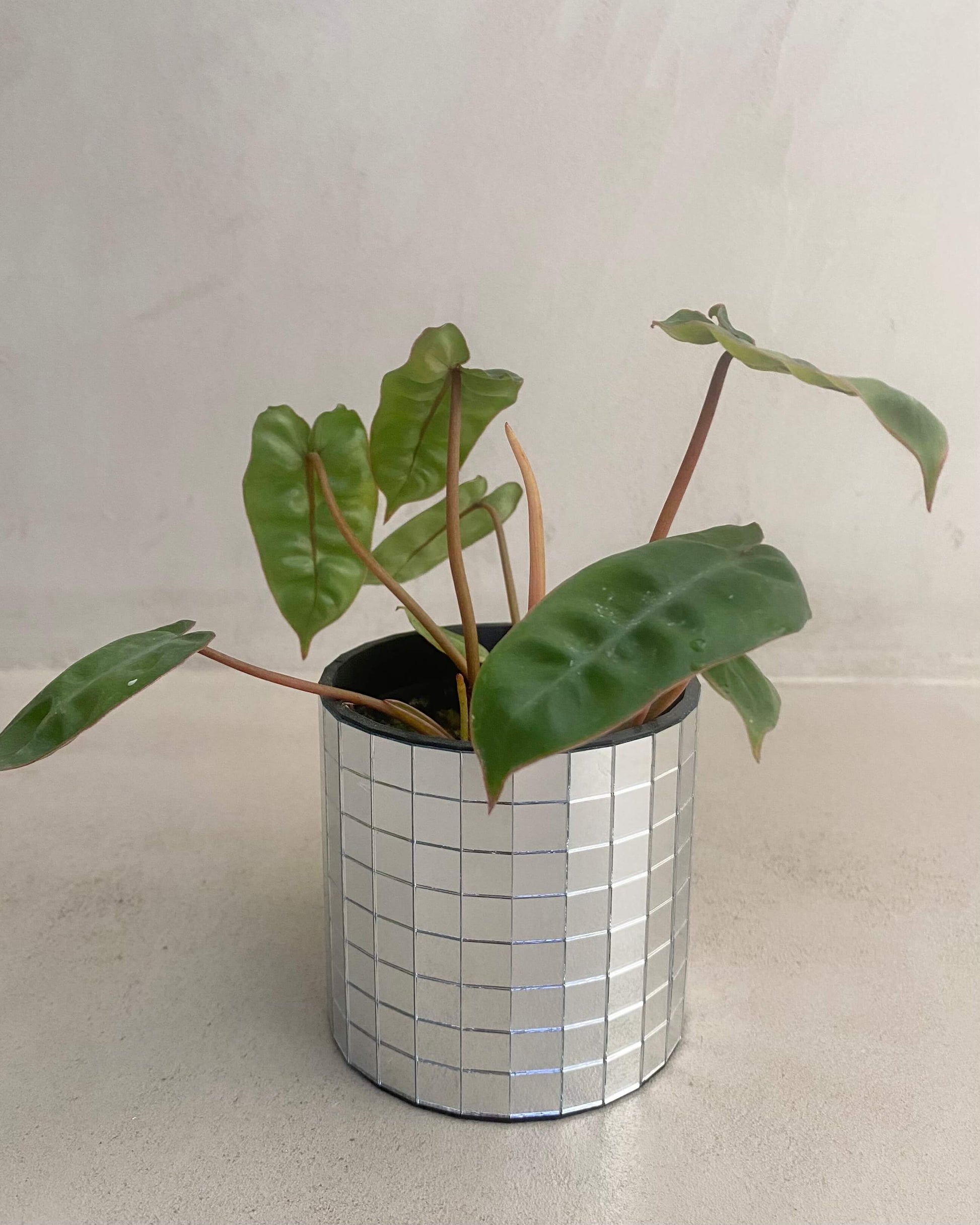 Philodendron Billietiae BelemBouture