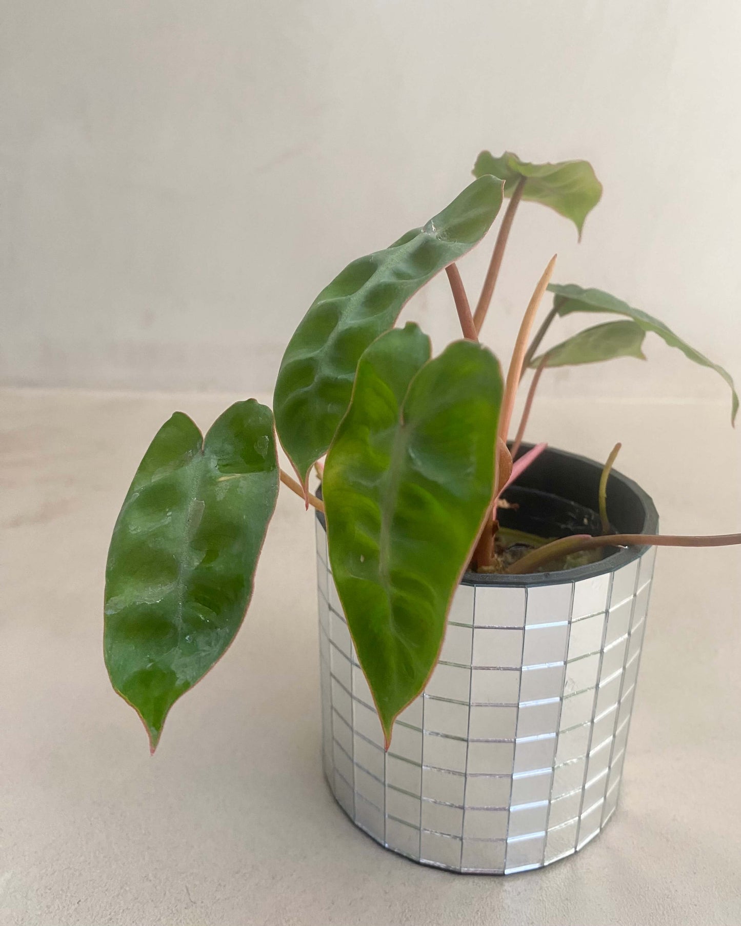 Philodendron Billietiae BelemBouture