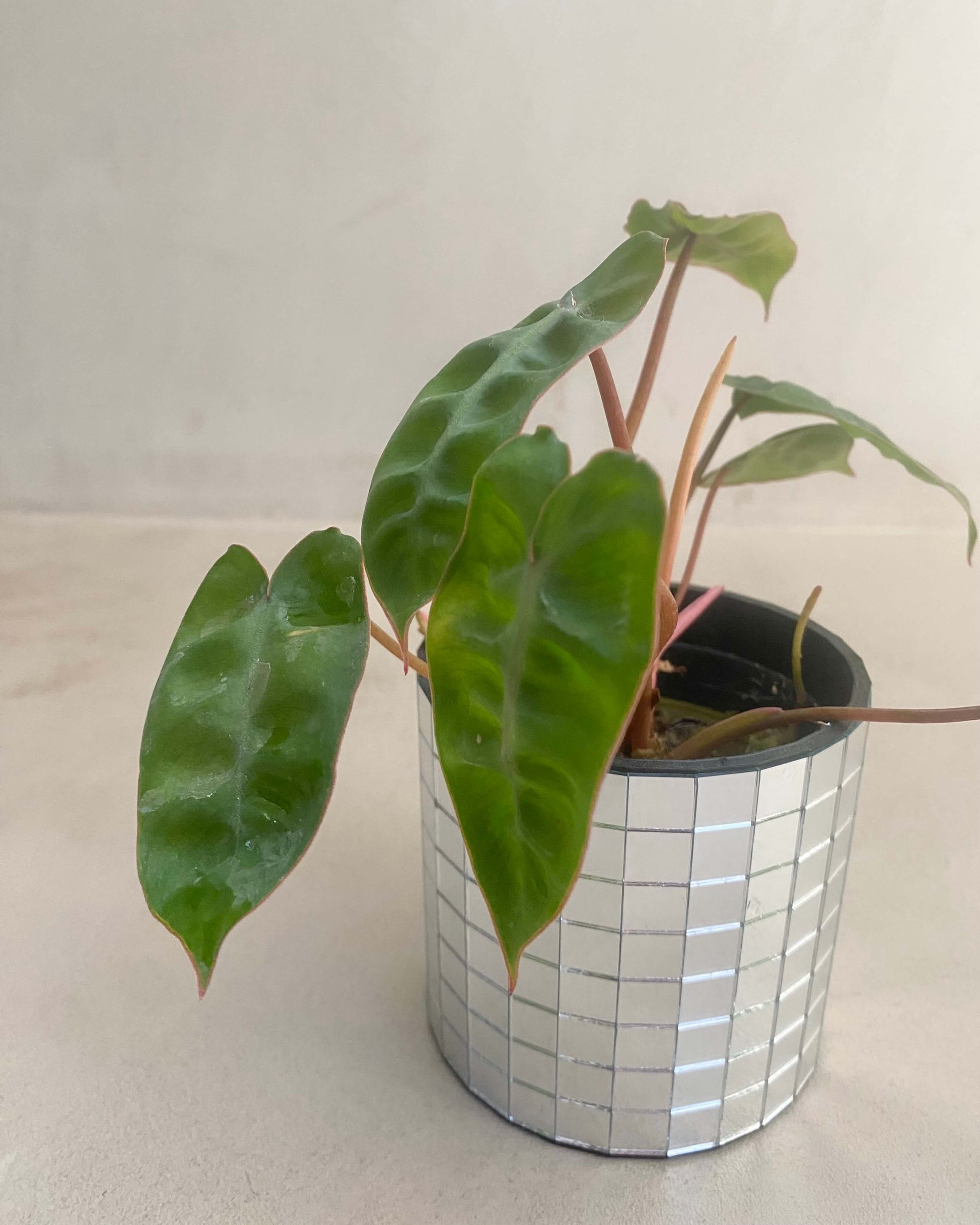 Philodendron Billietiae BelemBouture