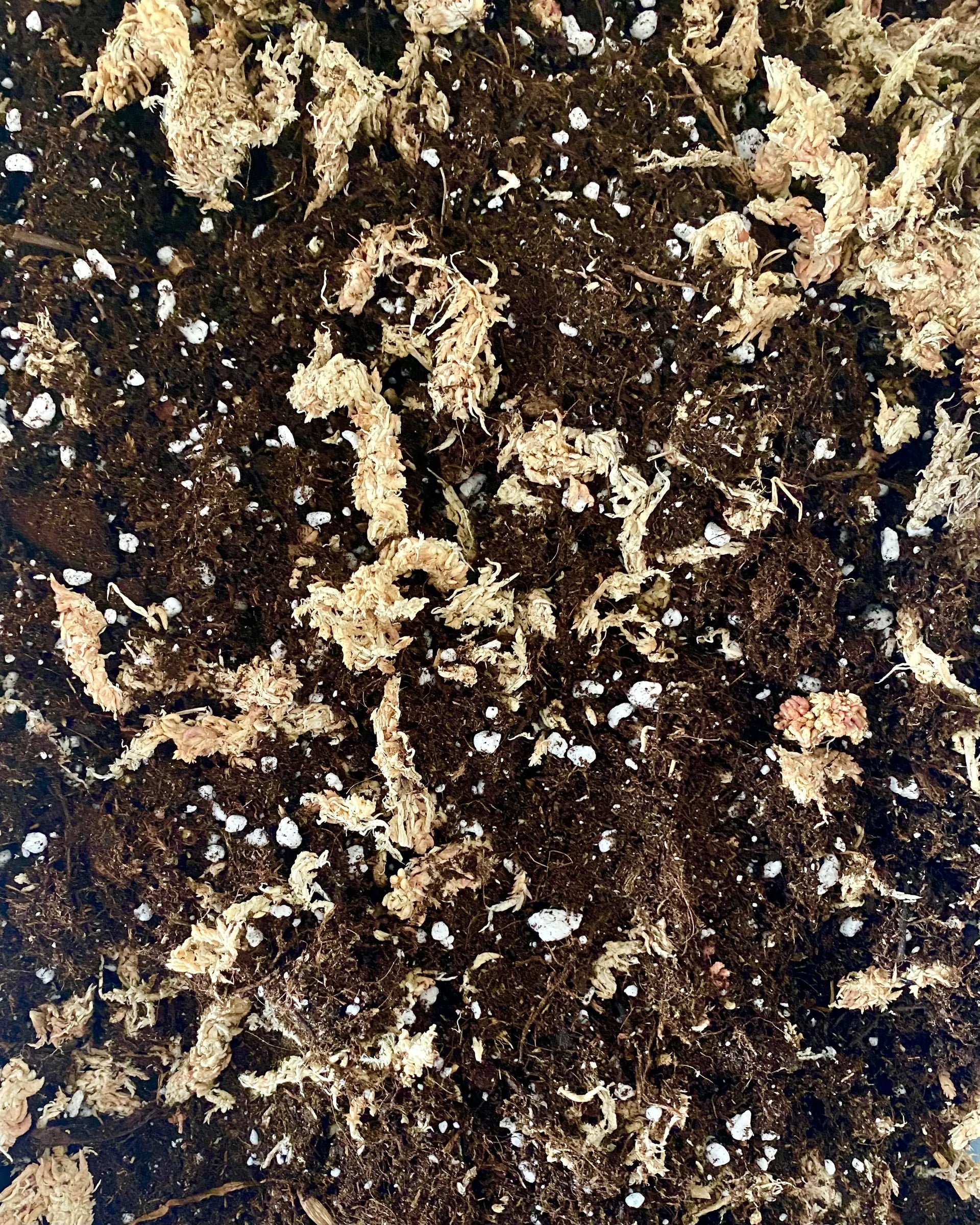 Substrat Calathea - tourbe, sphaigne et perlite