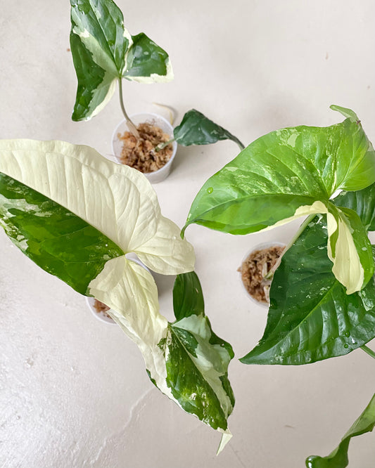 Bouture Syngonium Podophyllum Albo Variegata BelemBouture