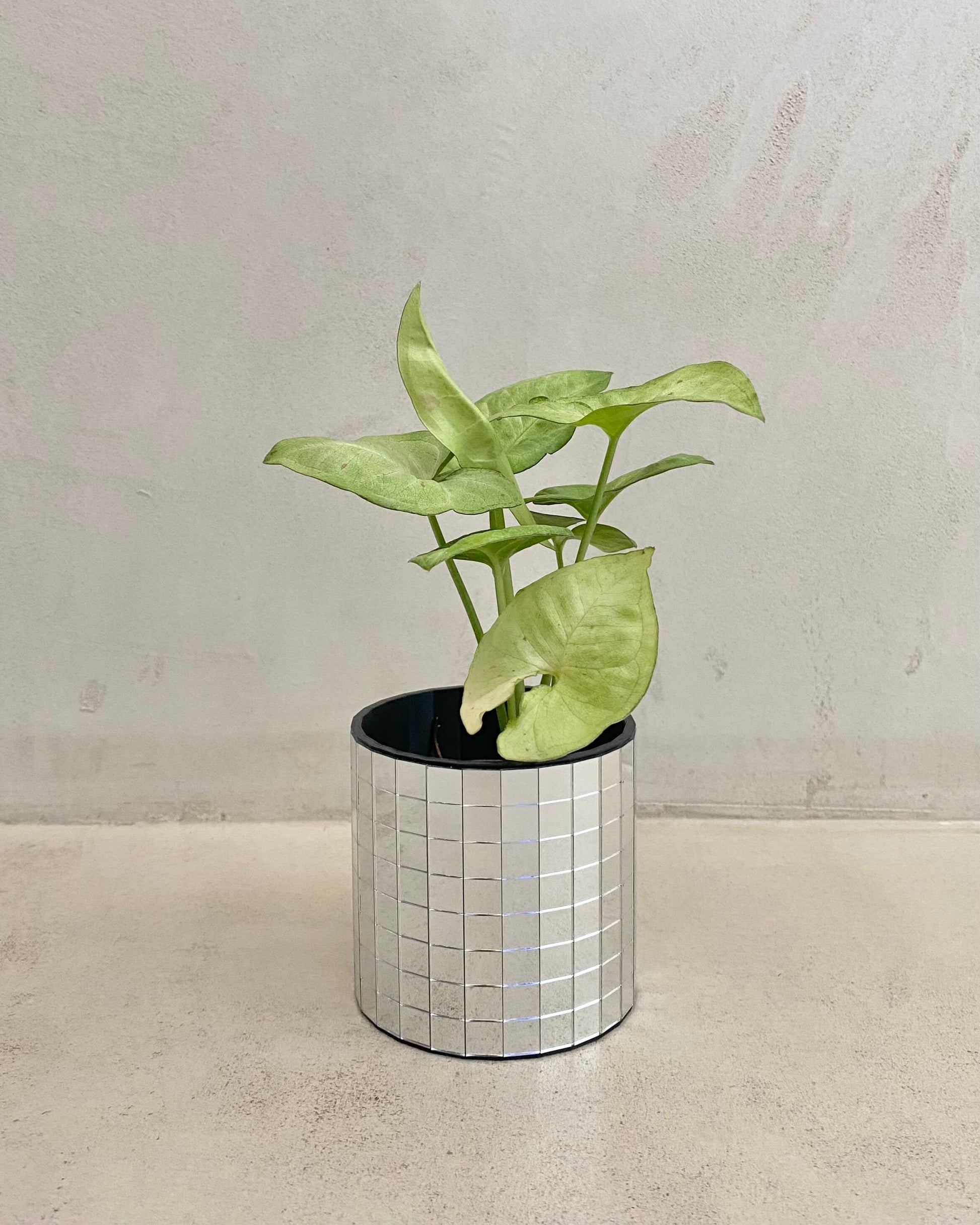 Syngonium Podophyllum Confetti BelemBouture