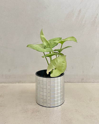Syngonium Podophyllum Confetti BelemBouture