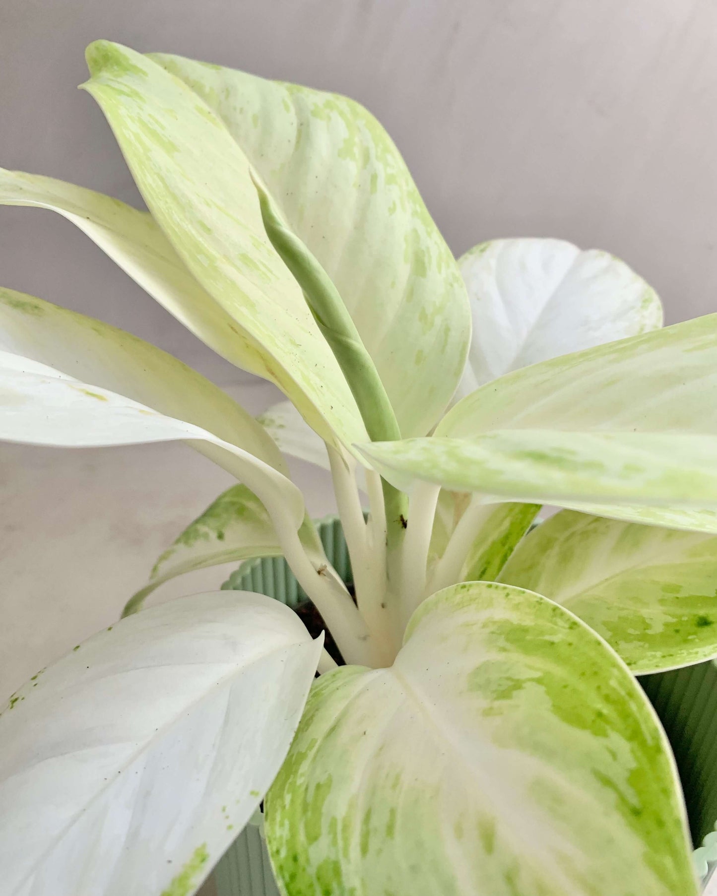 Aglaonema Arctic Lime - BelemBouture