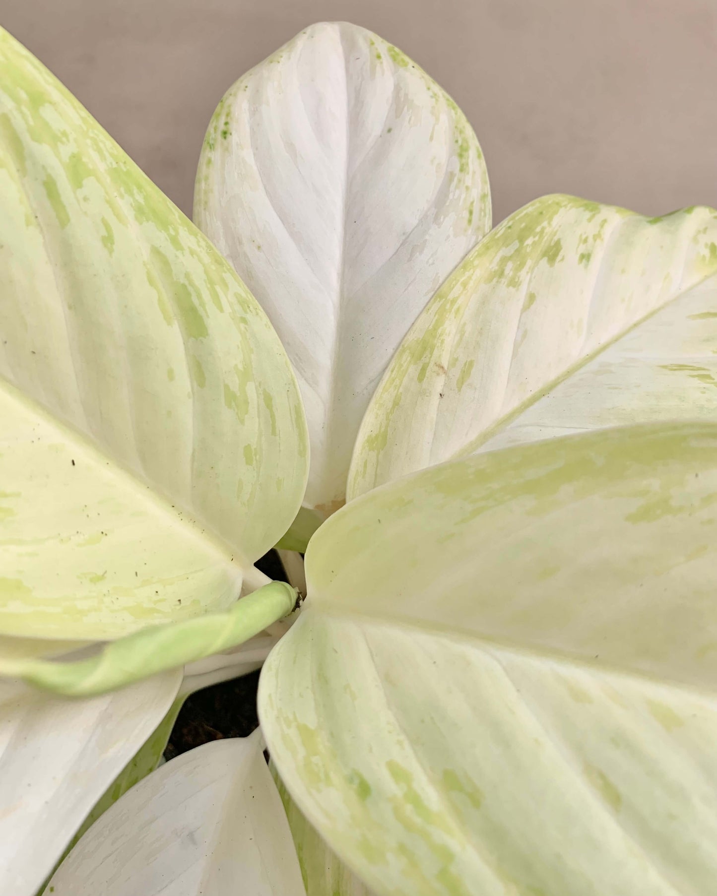 Aglaonema Arctic Lime - BelemBouture