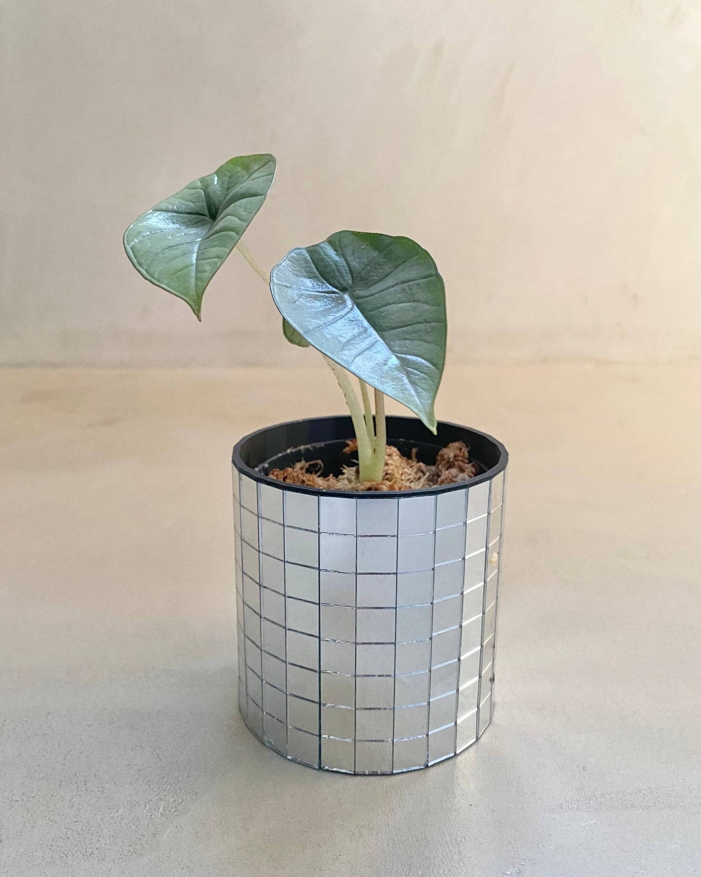 Alocasia platinum - H:15cm, ø 9cm BelemBouture