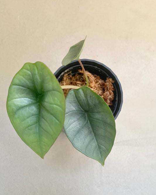 Alocasia platinum - H:15cm, ø 9cm BelemBouture