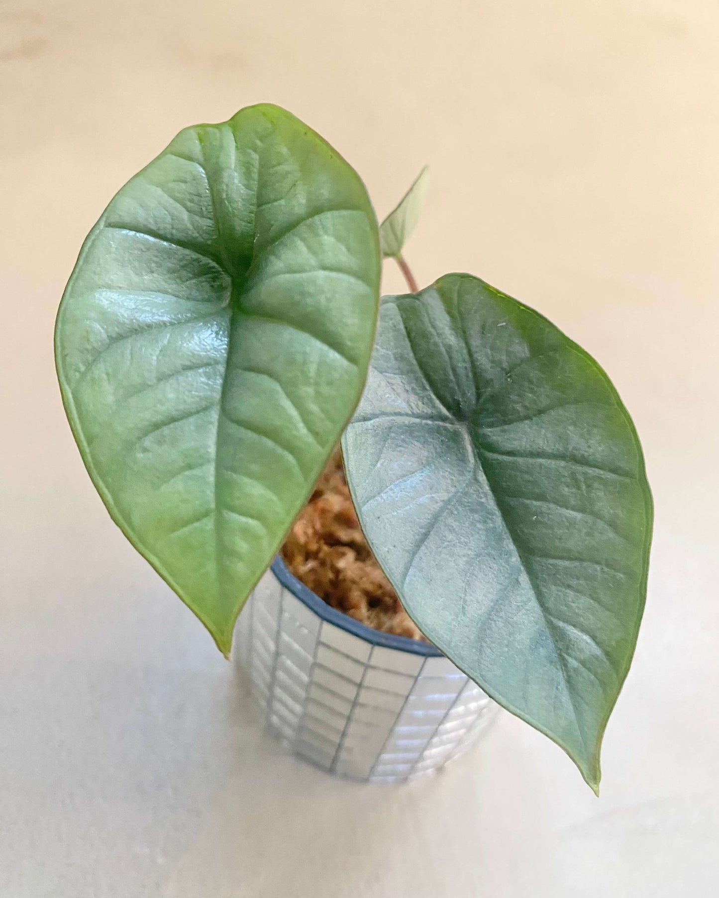 Alocasia platinum - H:15cm, ø 9cm BelemBouture
