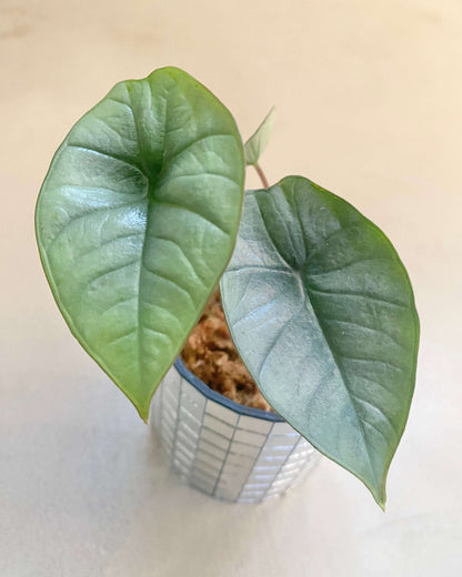 Alocasia platinum - H:15cm, ø 9cm BelemBouture