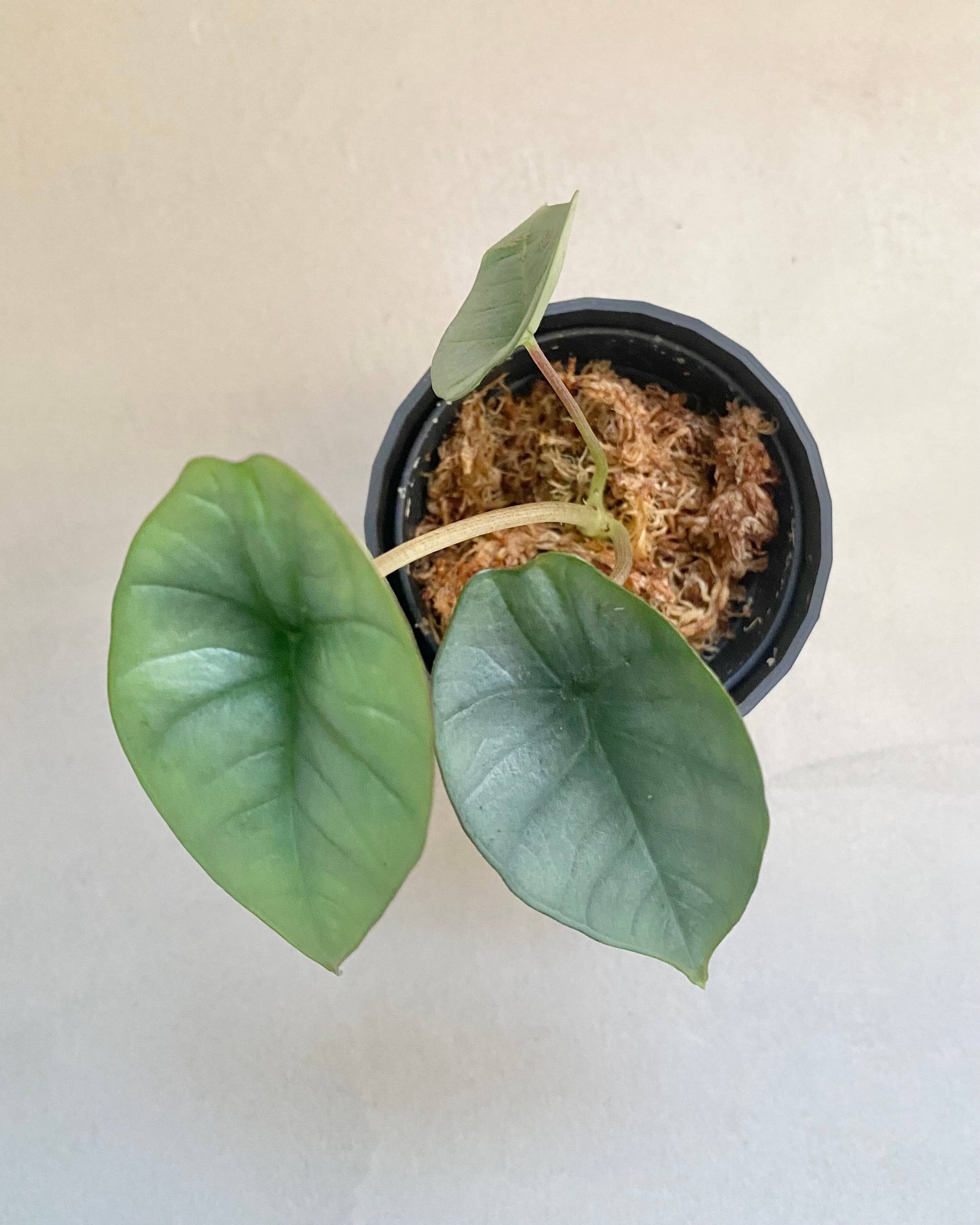 Alocasia platinum - H:15cm, ø 9cm BelemBouture