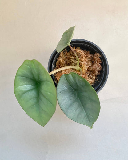 Alocasia platinum - H:15cm, ø 9cm BelemBouture