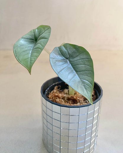 Alocasia platinum - H:15cm, ø 9cm BelemBouture