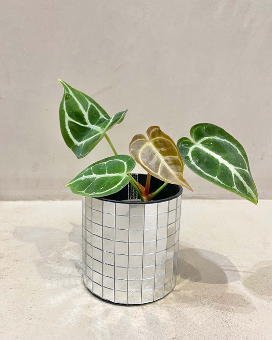 Alocasia Micholitziana Frydek - h:20cm, ø 9cm BelemBouture