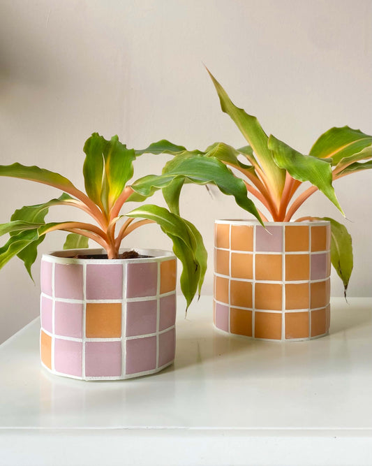 Duo Jungle Pop – Rose & Mandarine BelemBouture