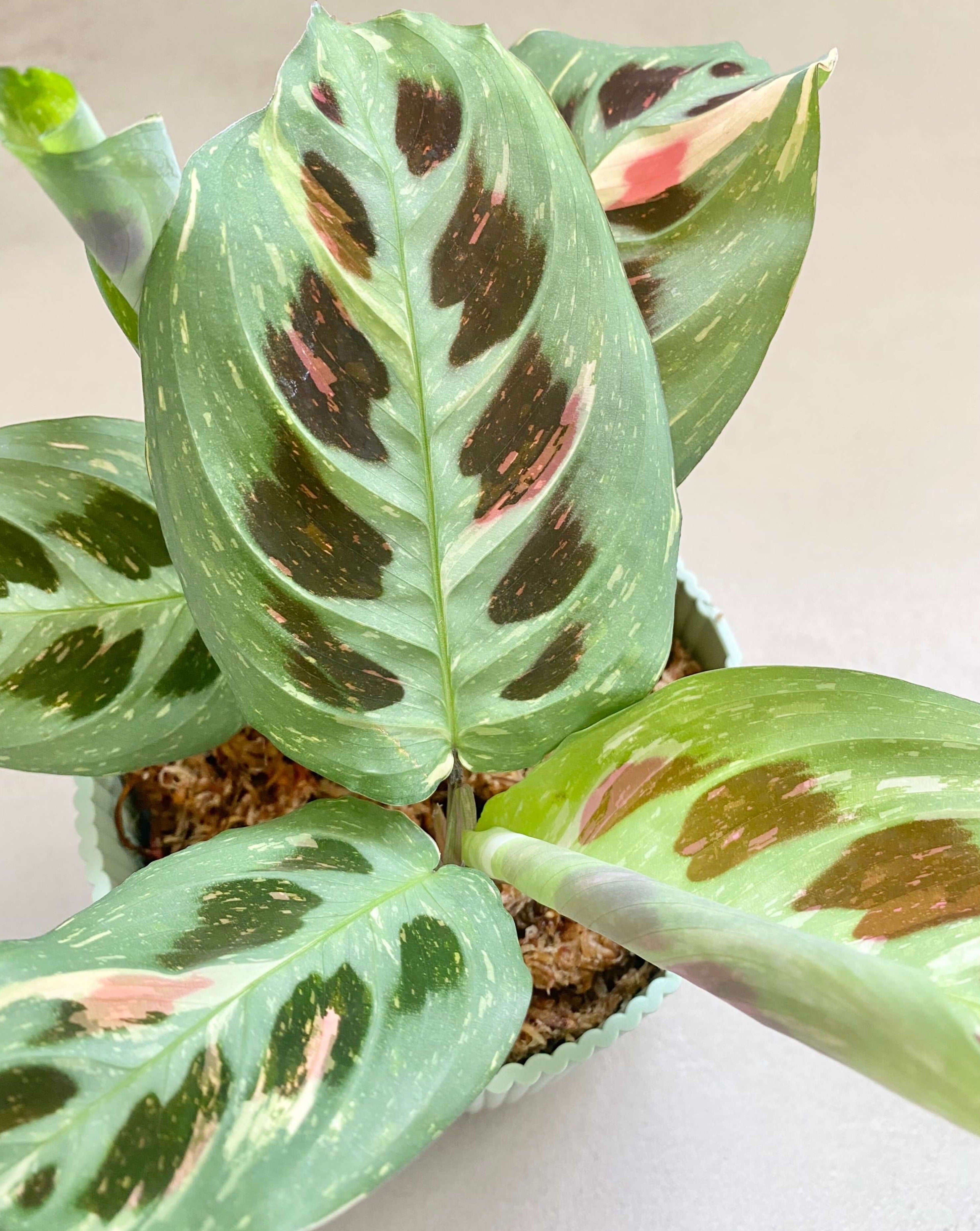 Bouture Maranta Leuconeura Kerchoveana Variegata BelemBouture