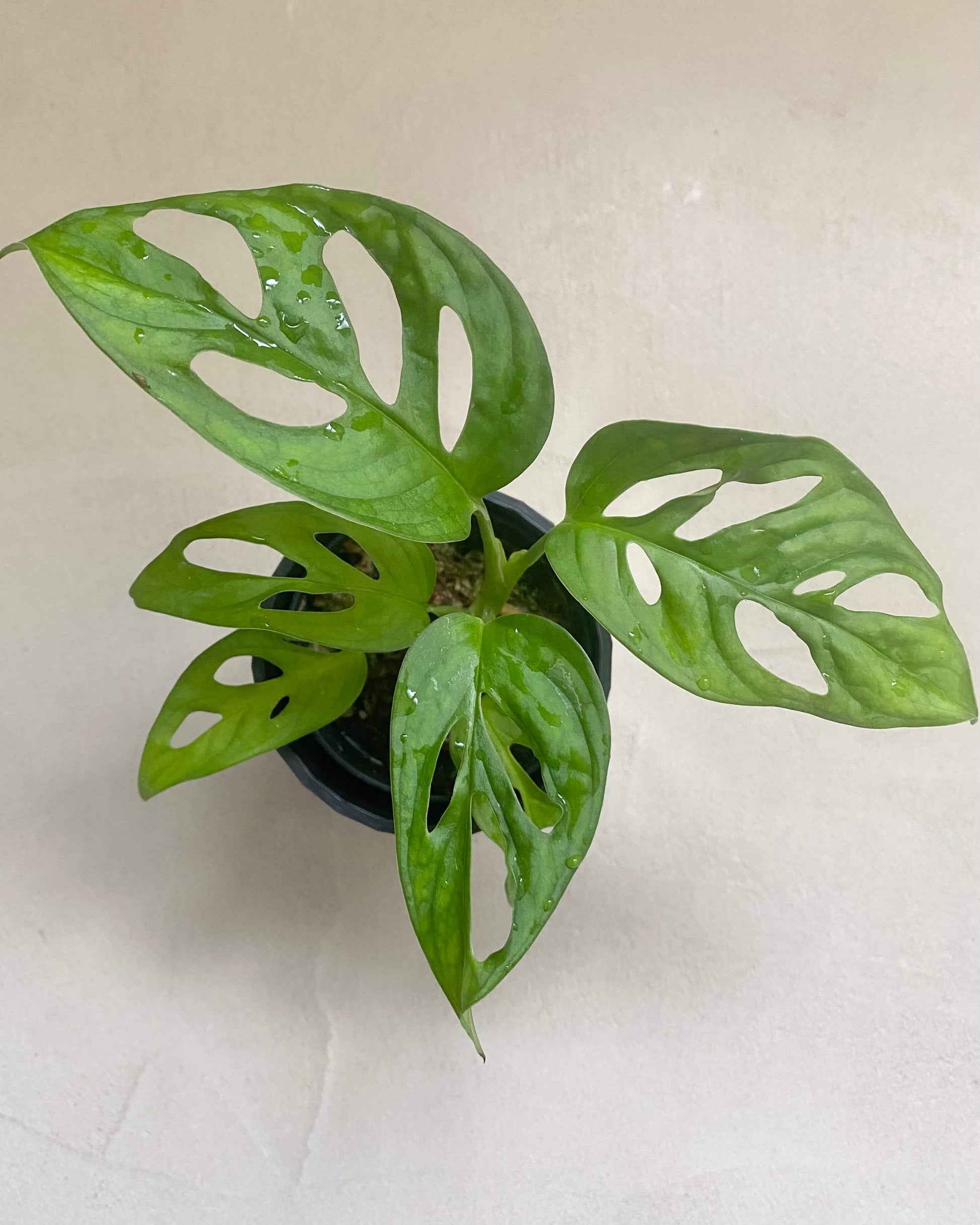 Monstera Adansonii - H:25cm, ø 12cm BelemBouture
