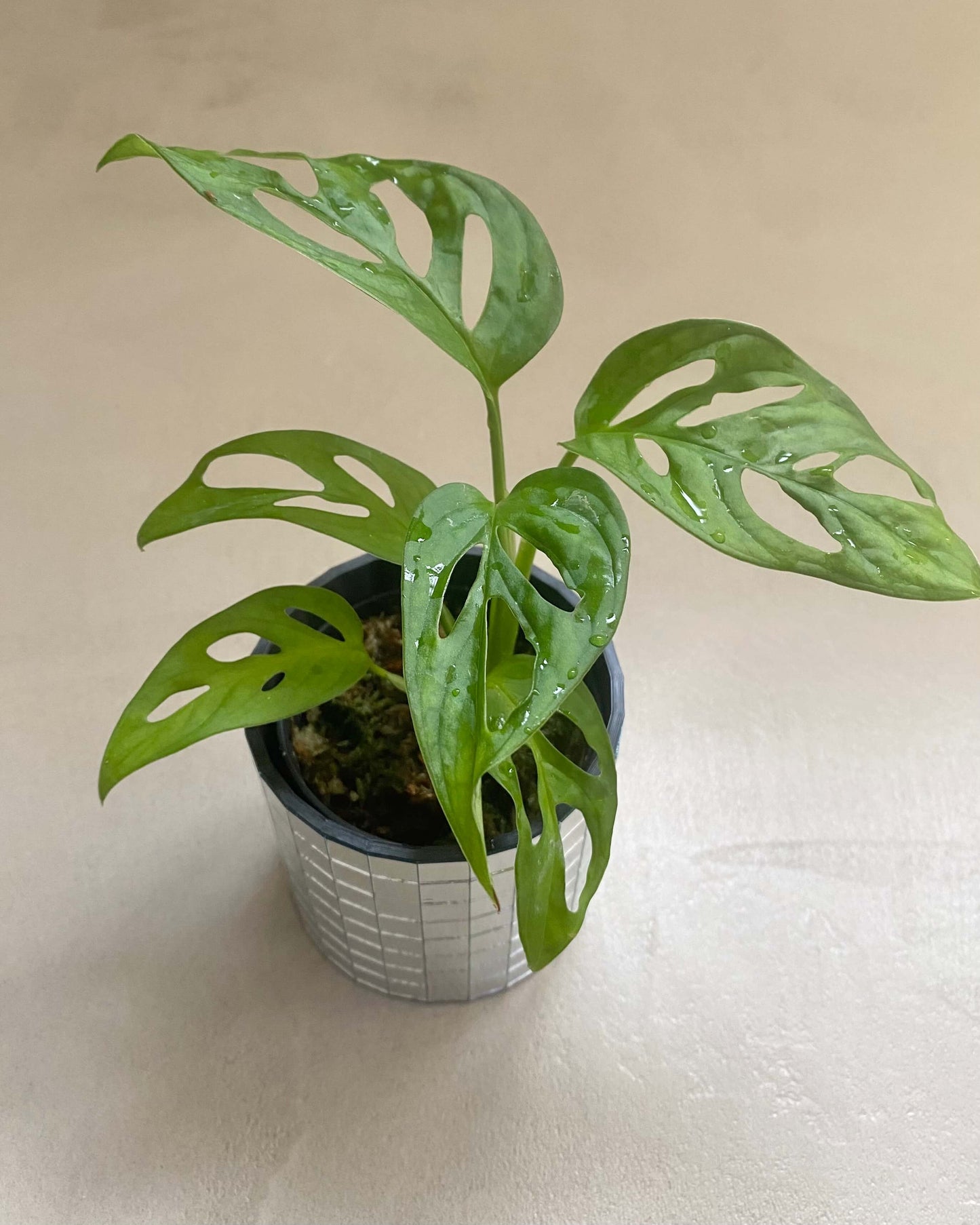Monstera Adansonii - H:25cm, ø 12cm BelemBouture