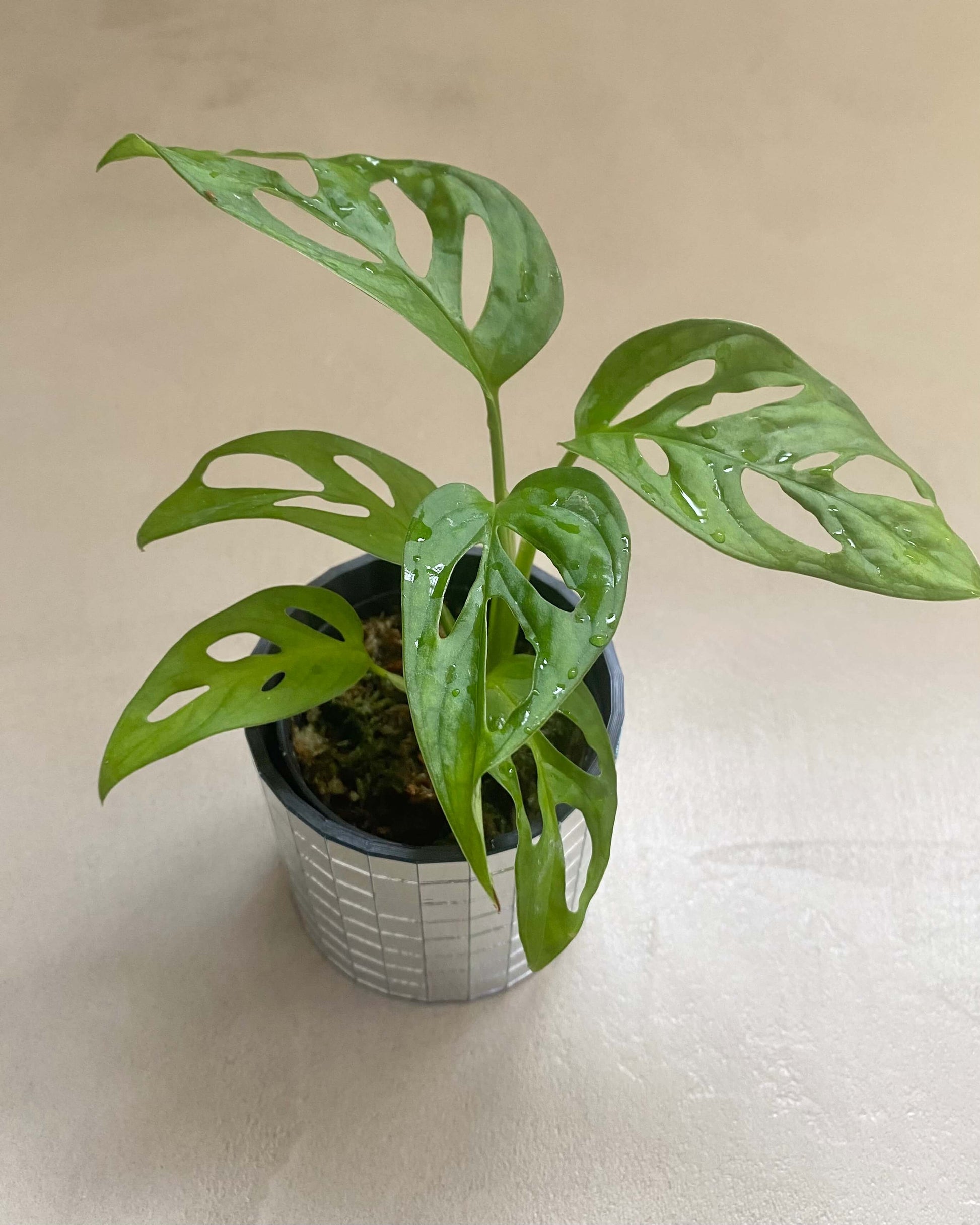 Monstera Adansonii - H:25cm, ø 12cm BelemBouture