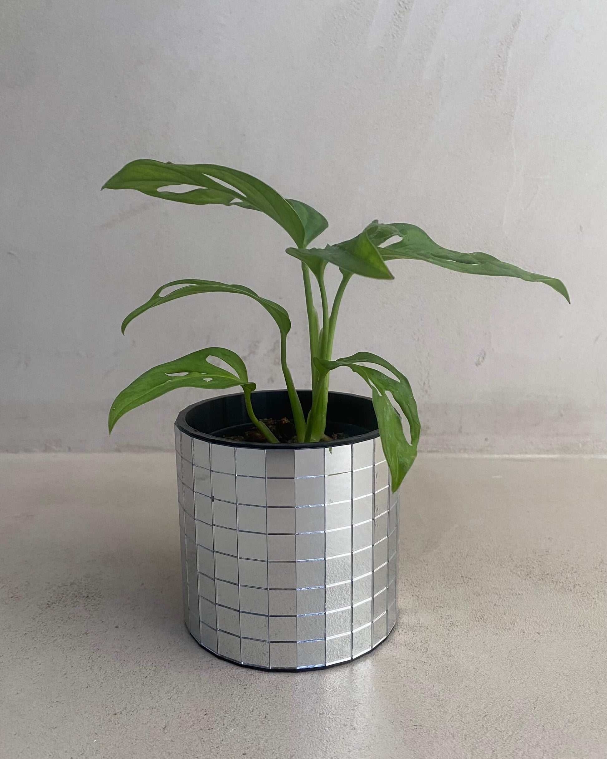 Monstera Adansonii - H:25cm, ø 12cm BelemBouture