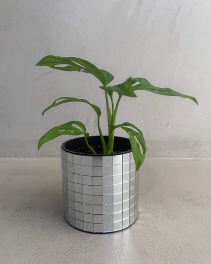 Monstera Adansonii - H:25cm, ø 12cm BelemBouture