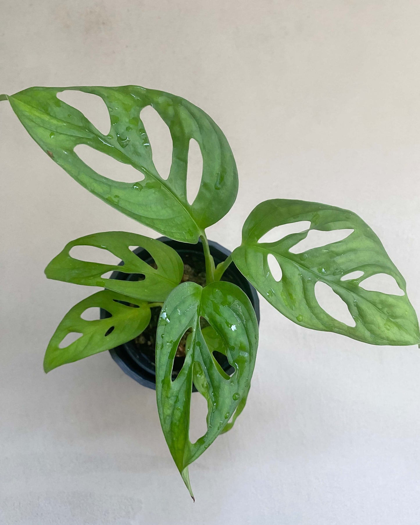 Monstera Adansonii - H:25cm, ø 12cm BelemBouture