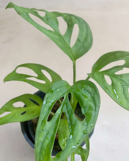 Monstera Adansonii - H:25cm, ø 12cm BelemBouture