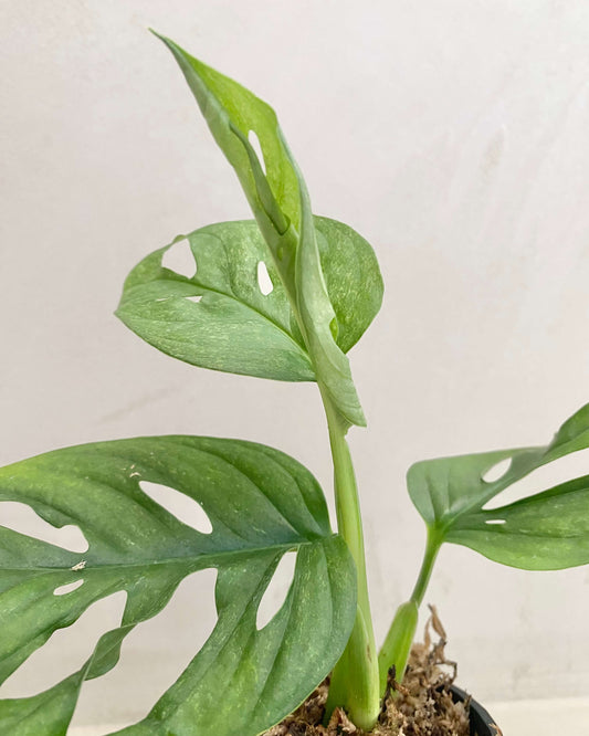 Monstera Adansonii Mint Feuillage en reversion  - H:20cm, ø 9cm BelemBouture