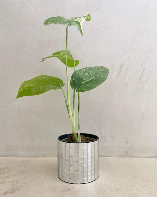Monstera Variegata - H:35cm, ø 9cm BelemBouture